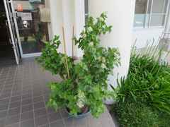 IMG_2131.jpg