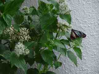 DSC02810.jpg